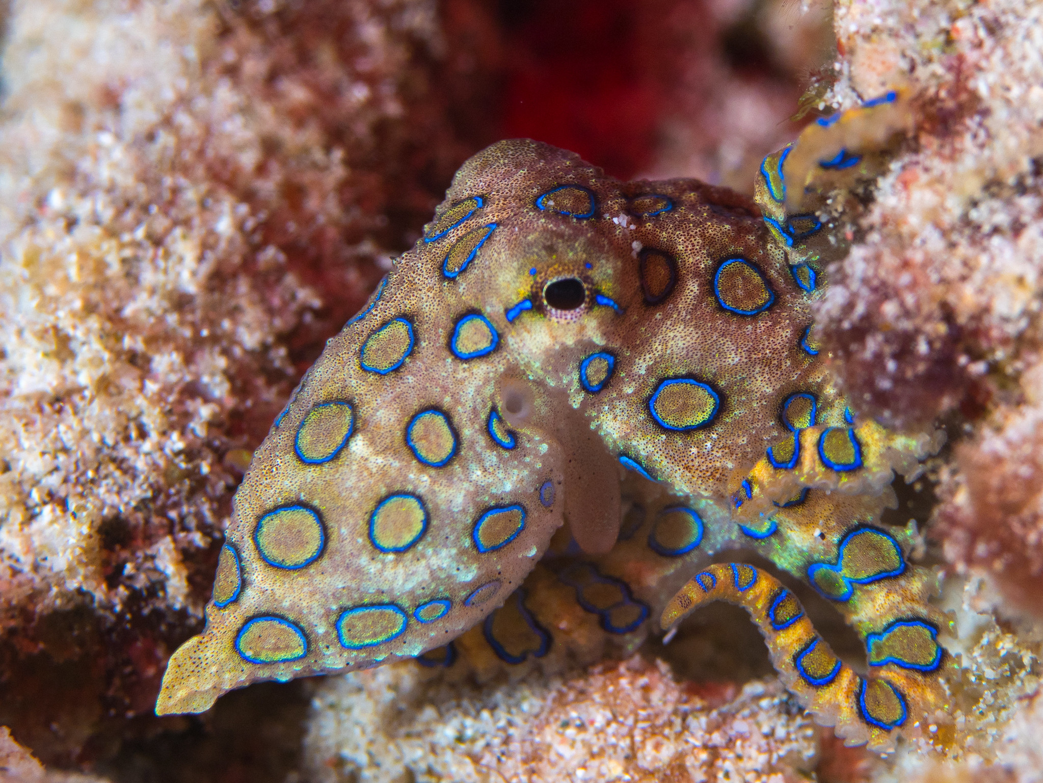 Greater Blue Ringed Octopus